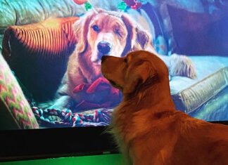 Retriever que interpretou o Sortudo na série “Gavião Arqueiro” se vê na TV em foto fofa