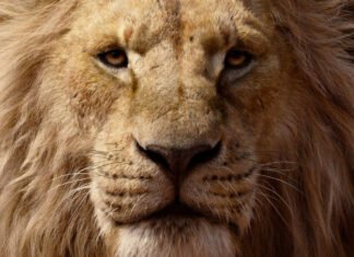 Disney adia prelúdio de “O Rei Leão” que contará história de Mufasa para dezembro de 2024