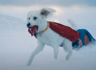 “Superman” impulsiona um aumento de 513% na busca por adoção de cães nos Estados Unidos